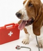 hound with first aid kit