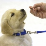 Puppy learning sit with treat