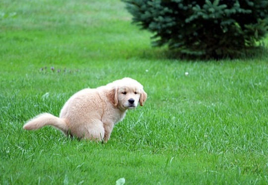 Is Your Dog Potty Trained Enough?